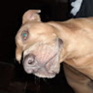 Meet your Posher, Corey